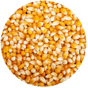 Maïs pop-corn 25 kg Legumor